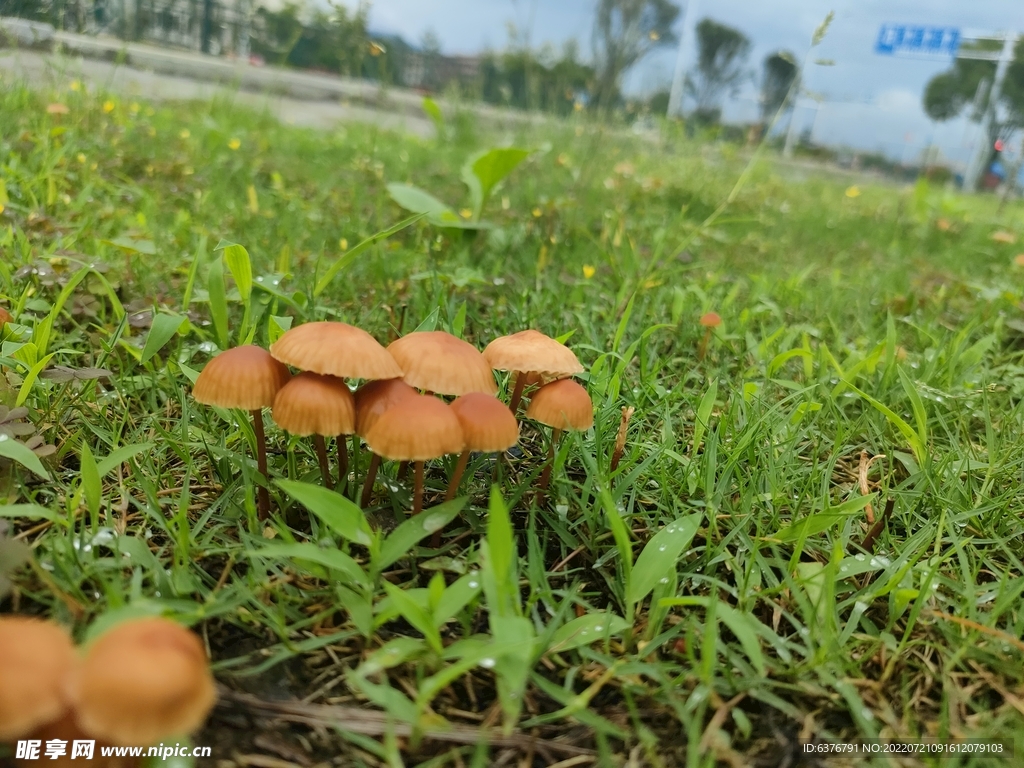 雨后蘑菇  公园  草坪 绿色