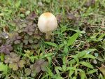 雨后蘑菇  公园  草坪 绿色