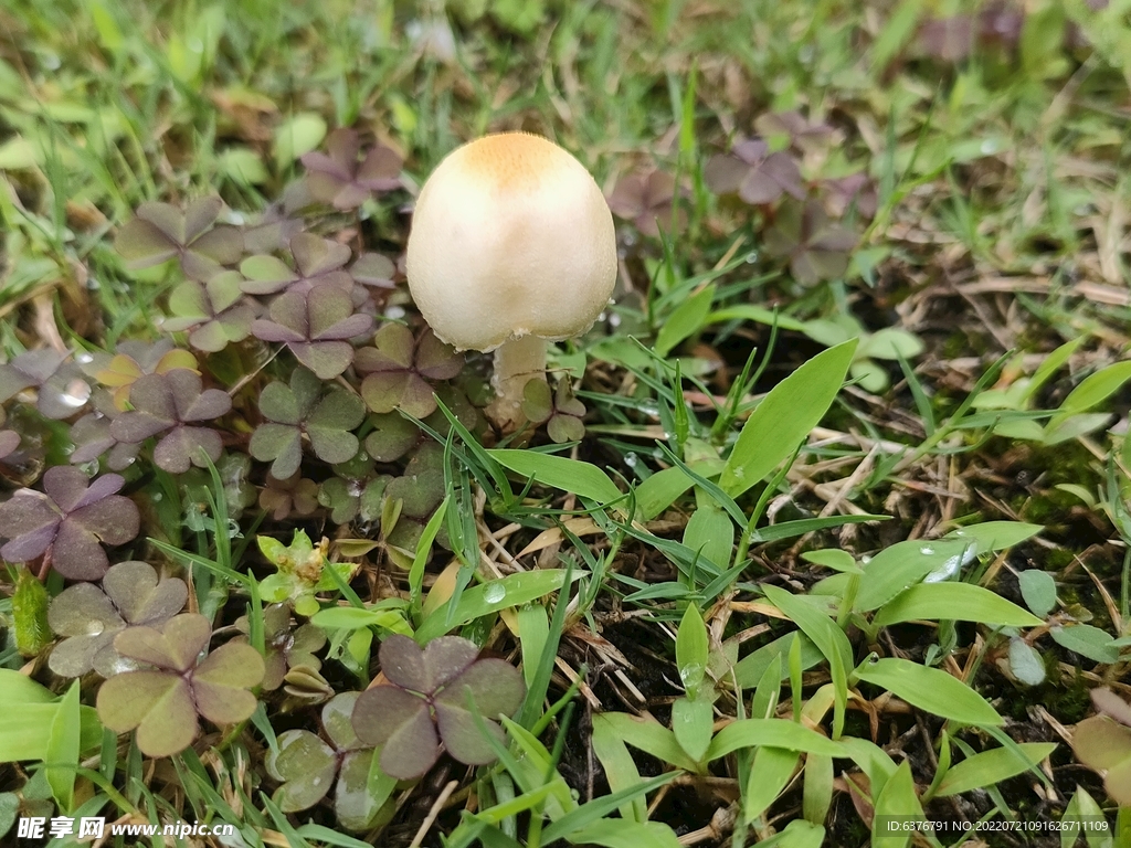 雨后蘑菇  公园  草坪 绿色