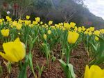 黄色郁金香  花丛 公园 
