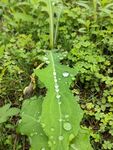 雨后绿叶 水滴 植物 绿色