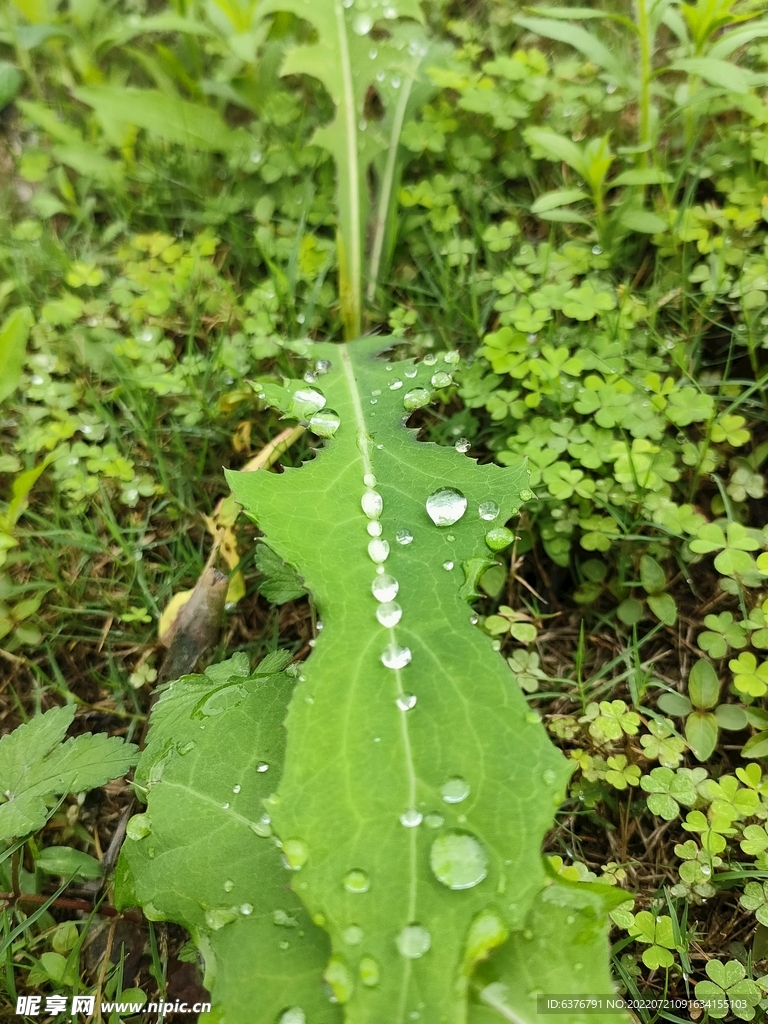 雨后绿叶 水滴 植物 绿色