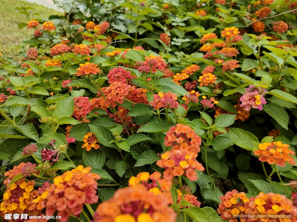 黄色花  花丛 公园 植物 田