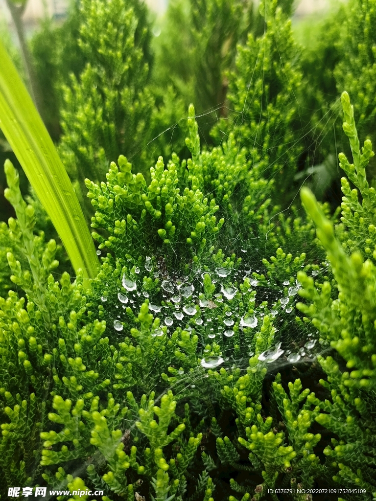 雨后蛛网 草坪 公园 绿色 水