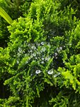 雨后蛛网