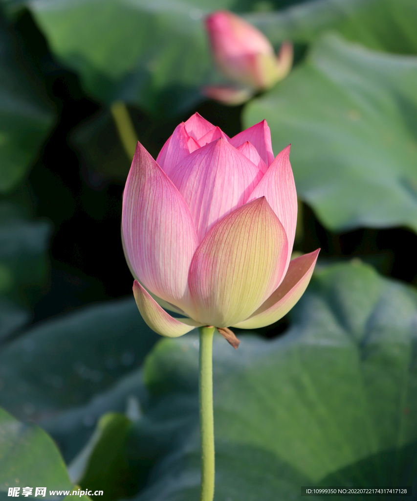 荷花花苞