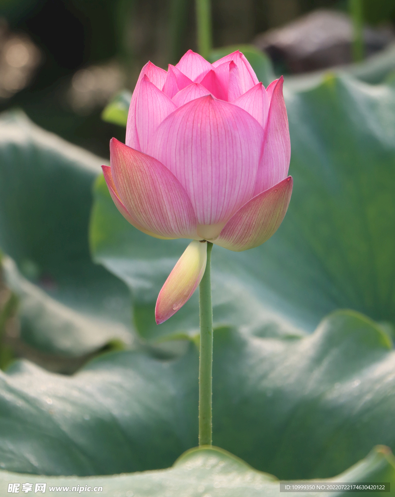 荷花花苞