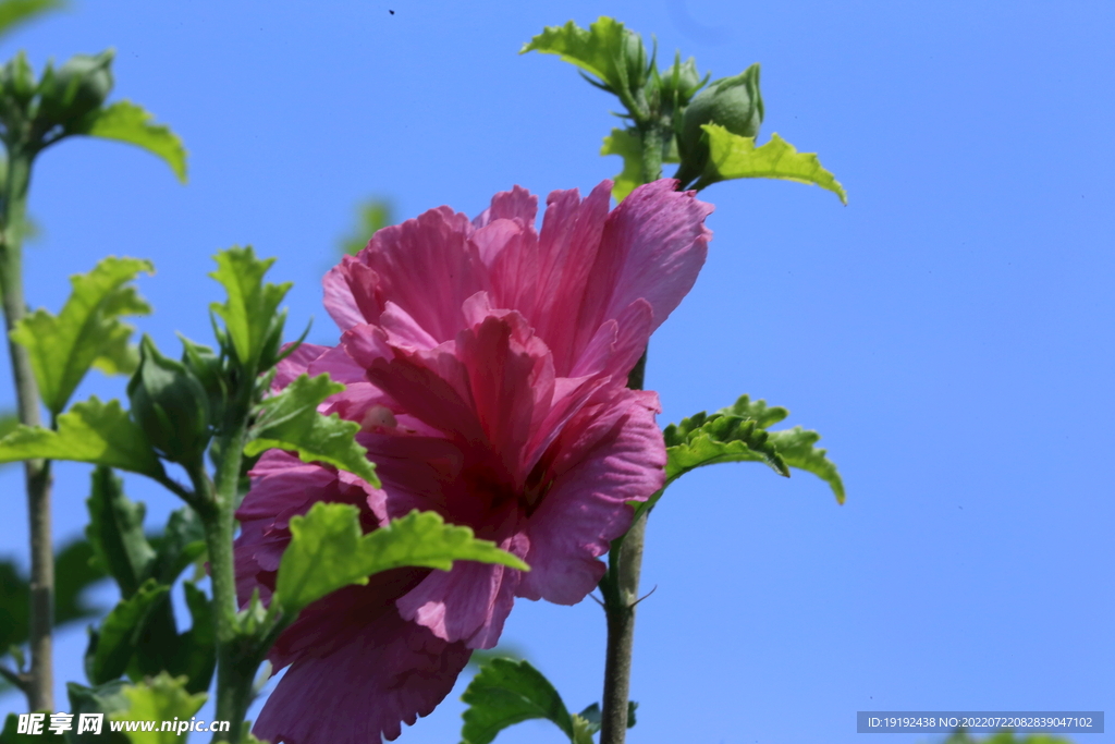 木槿花 