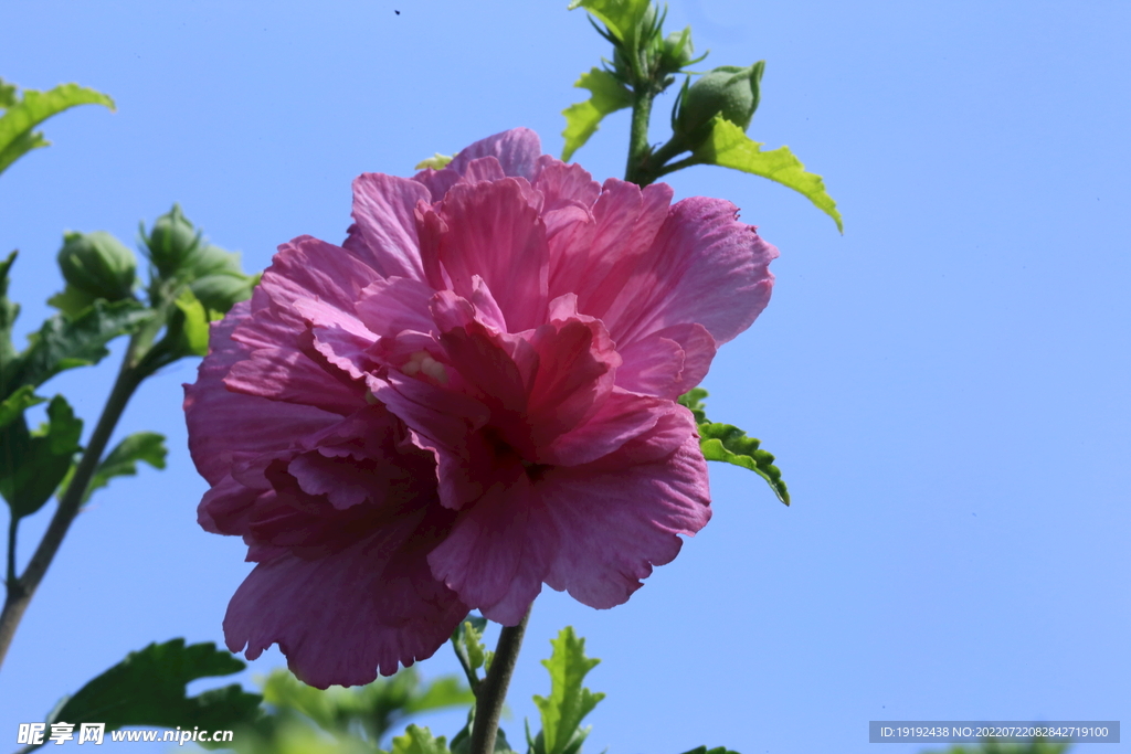 木槿花
