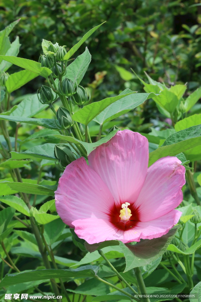 芙蓉葵 