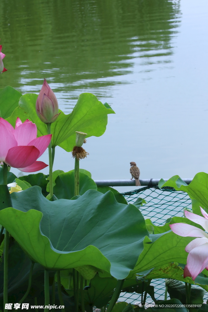 荷花 