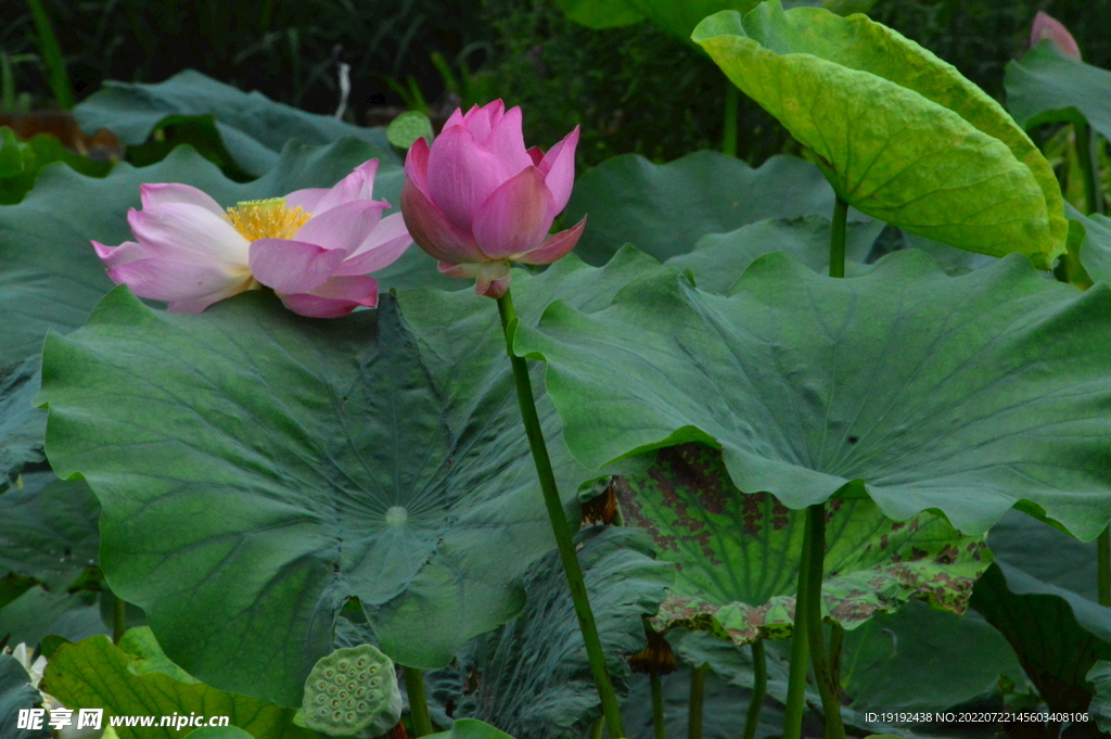 荷花 
