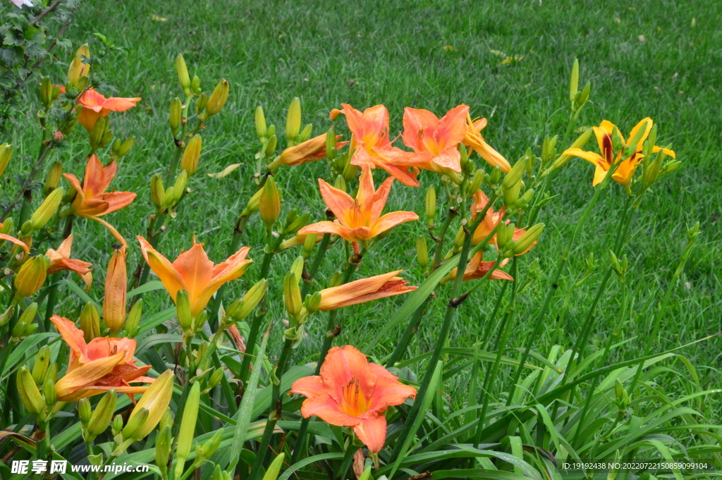 萱草花