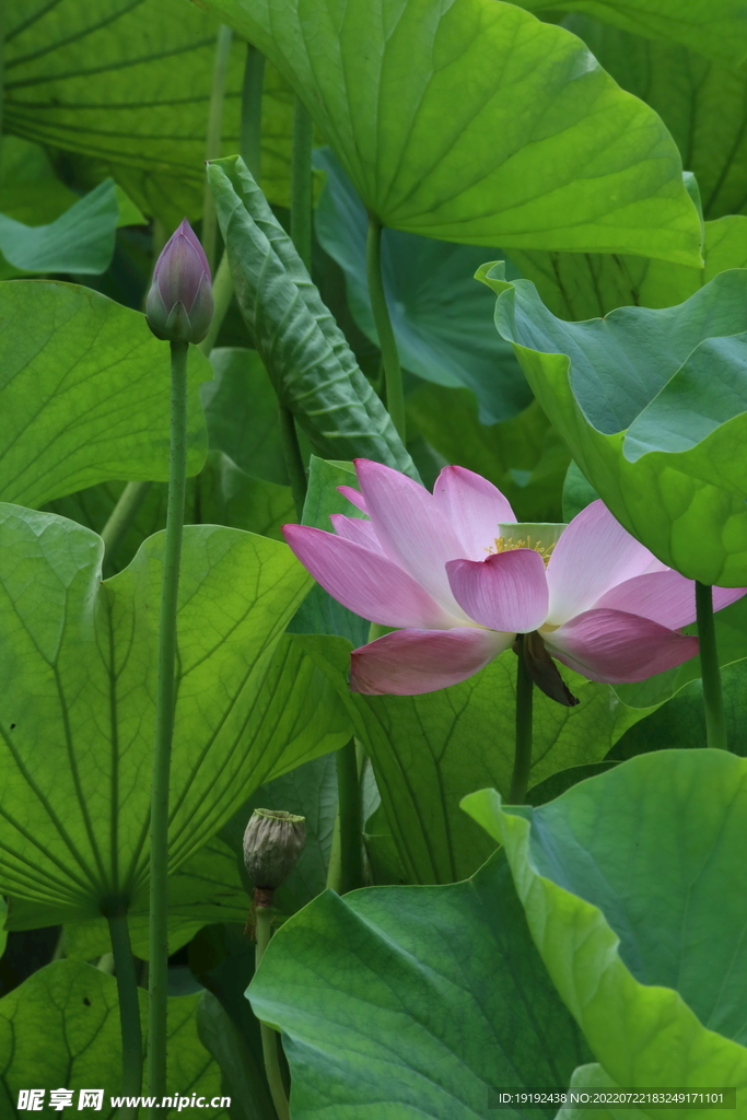 荷花 