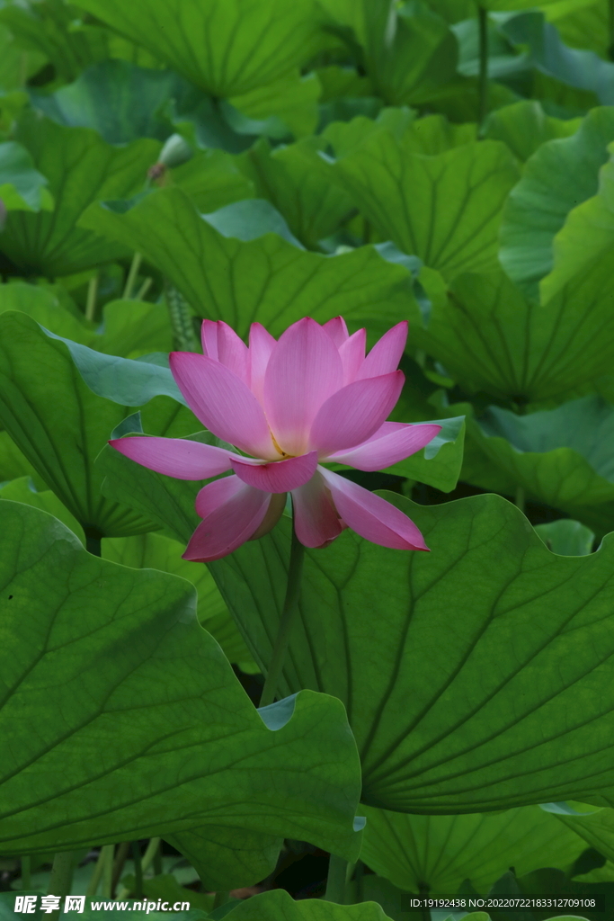 荷花 