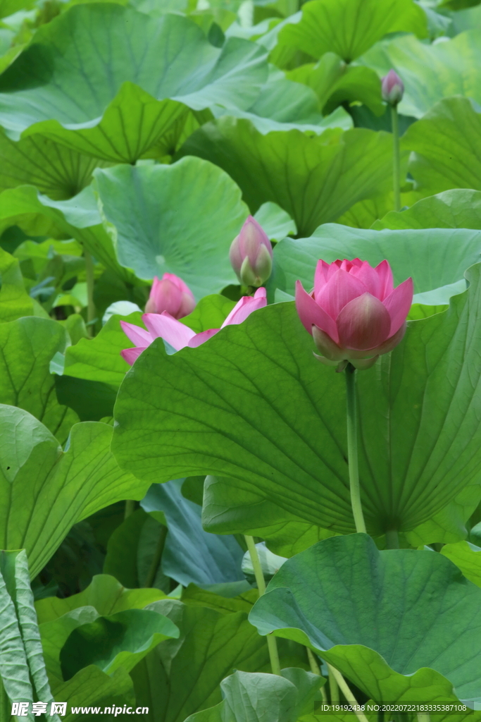 荷花 