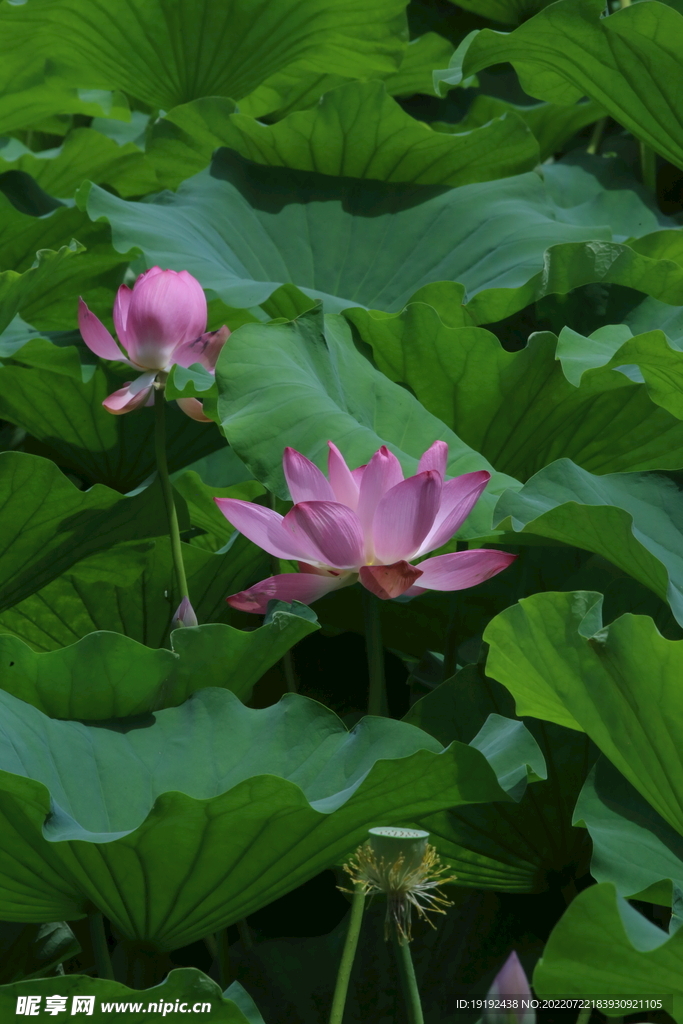 荷花