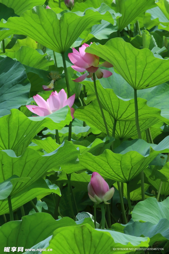 荷花 