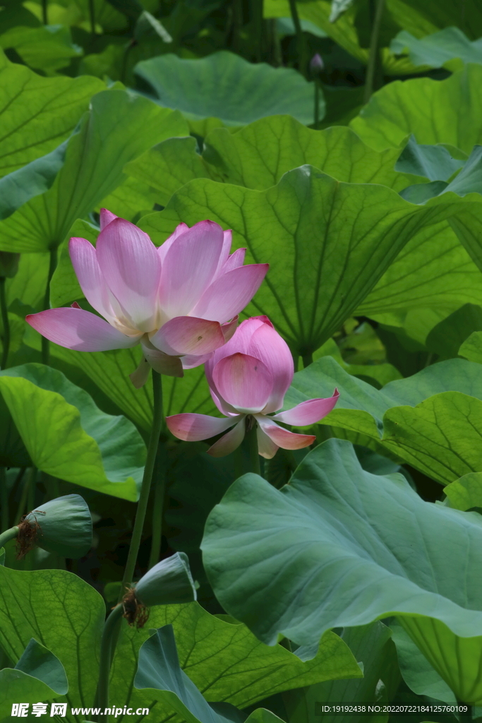荷花 