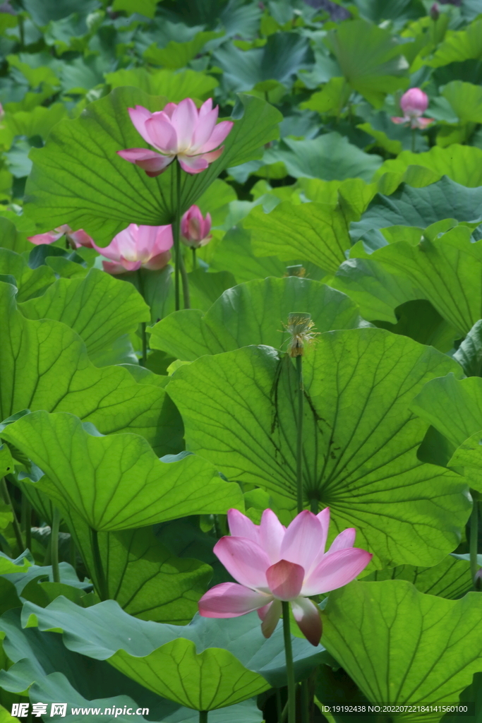荷花 