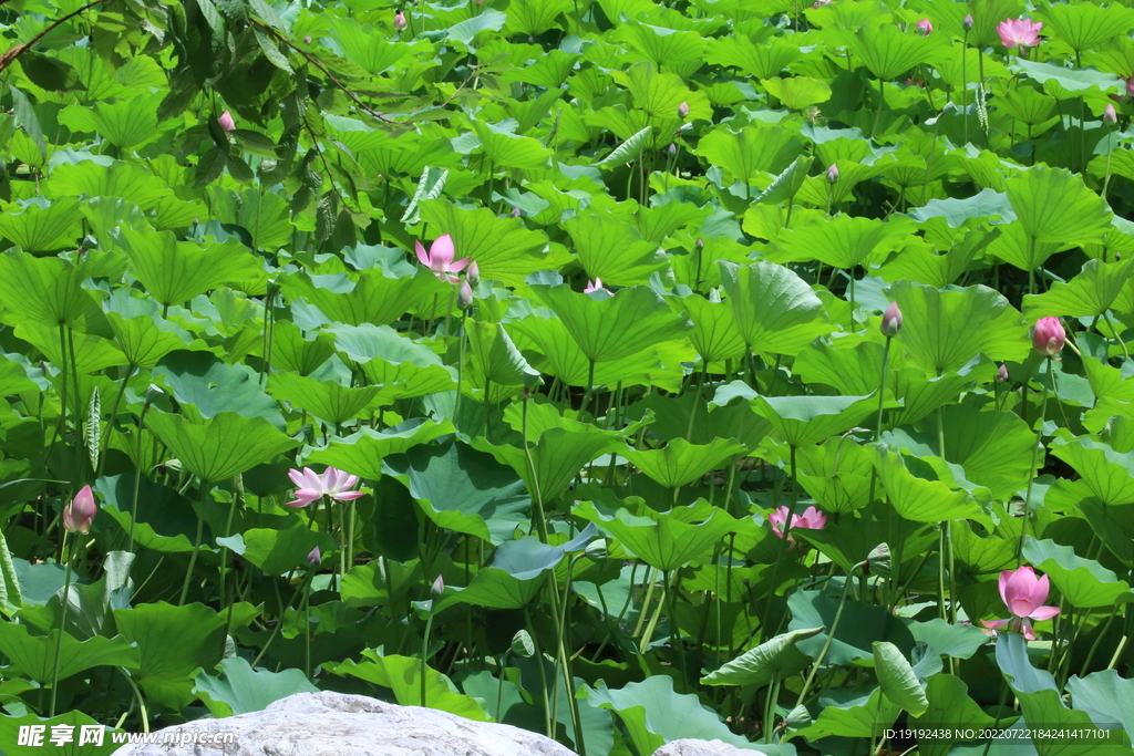 荷花