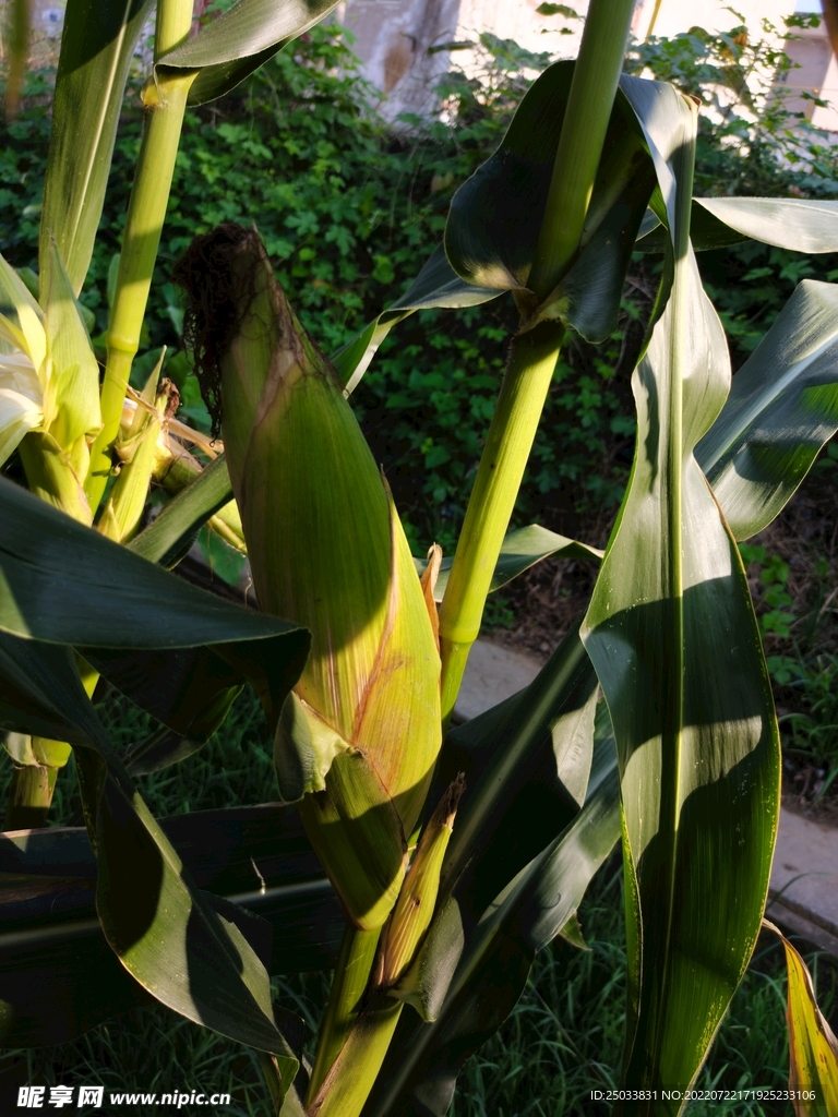 秋天成熟的玉米