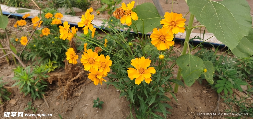 金鸡菊