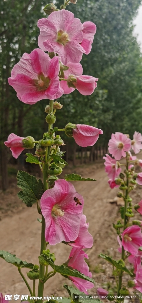 端午花