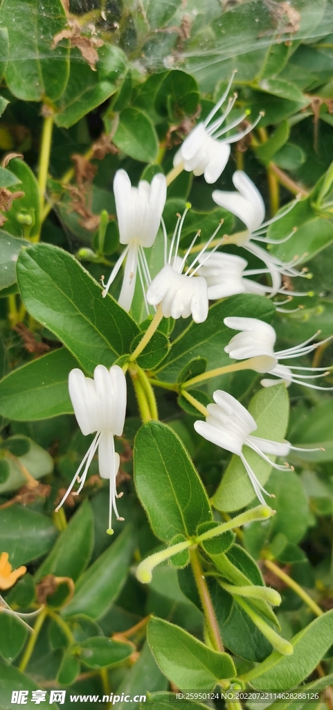 金银花