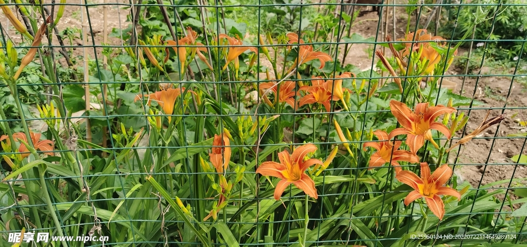 金针菜