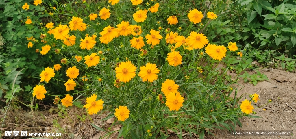 金鸡菊