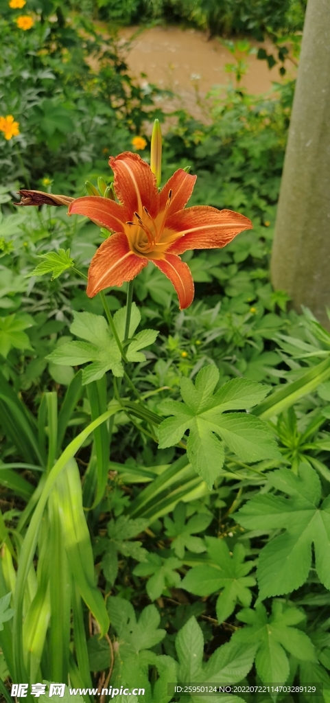 金针菜