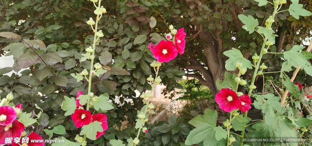 端午花
