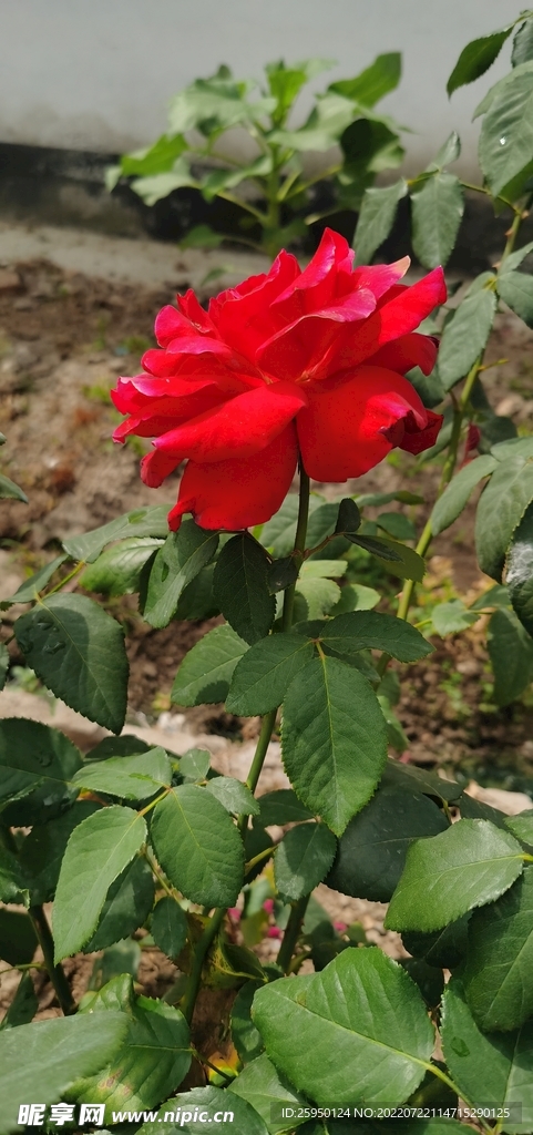 红玫瑰 