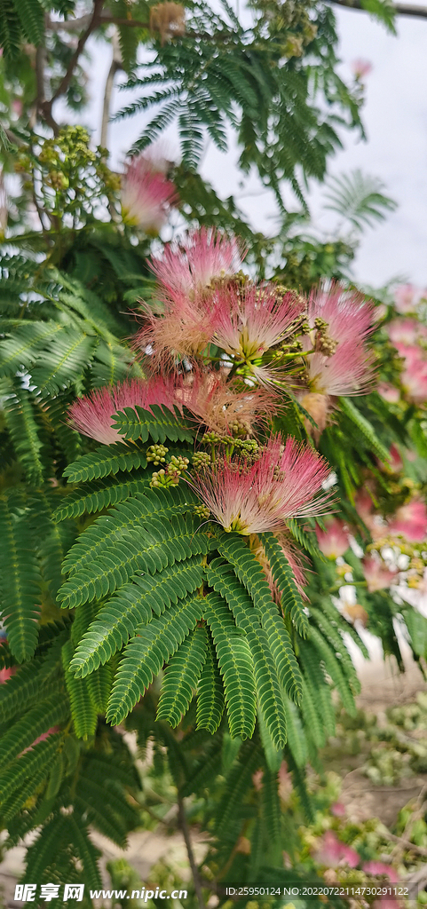 马缨花
