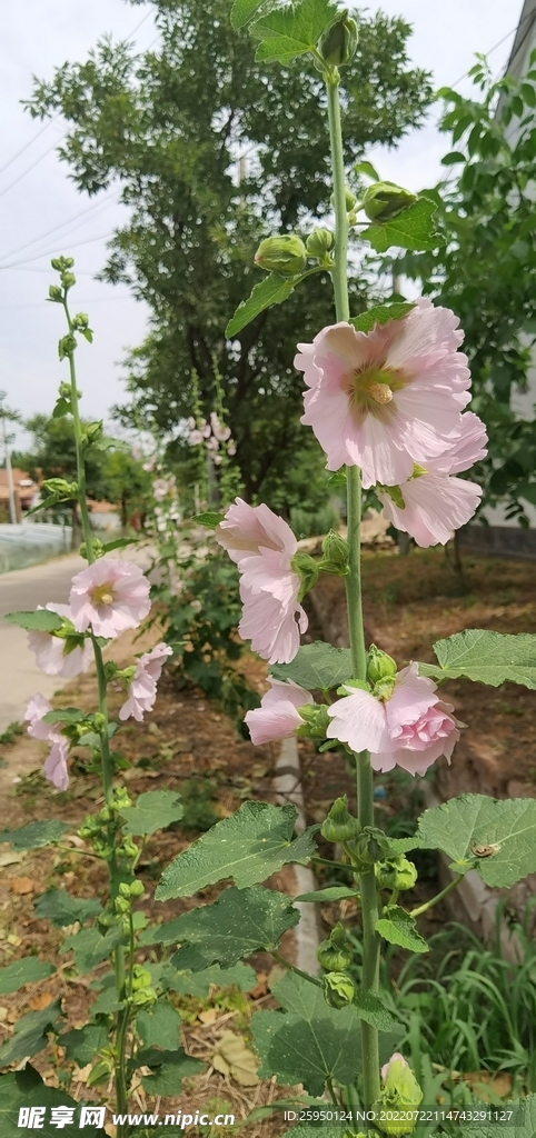 端午花