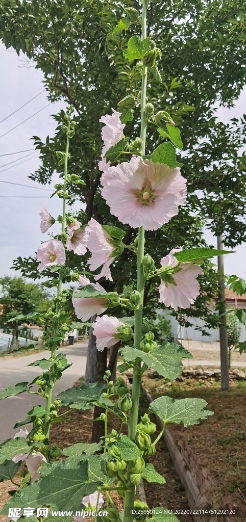 端午花