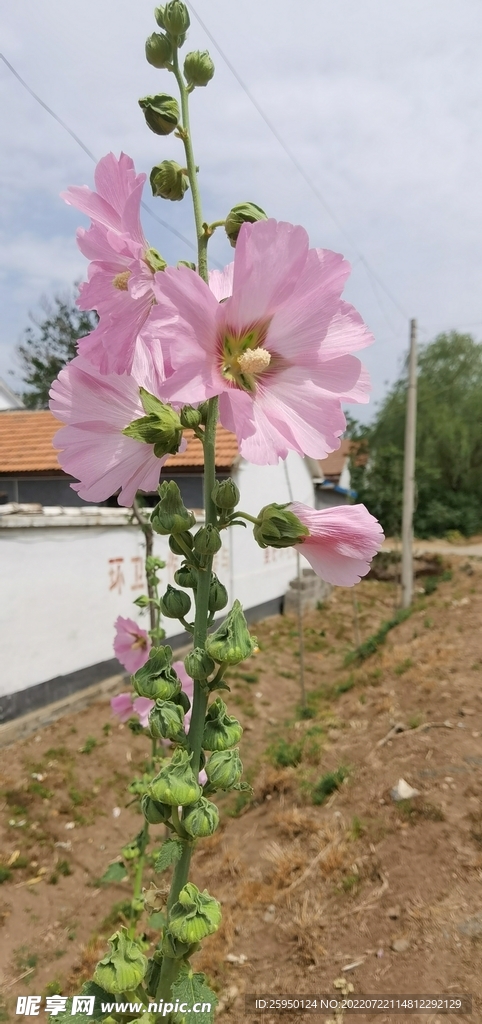 端午花