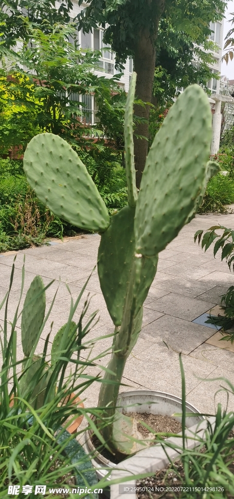 仙人掌