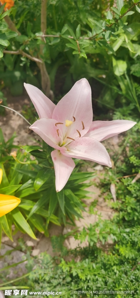 百合