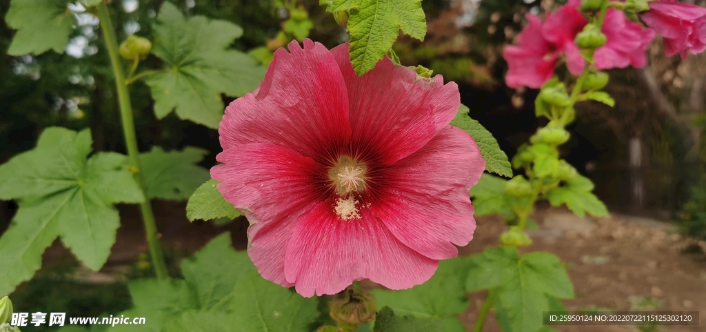 端午花