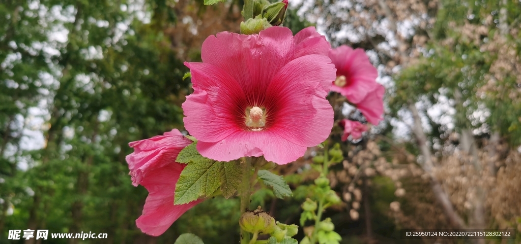 端午花