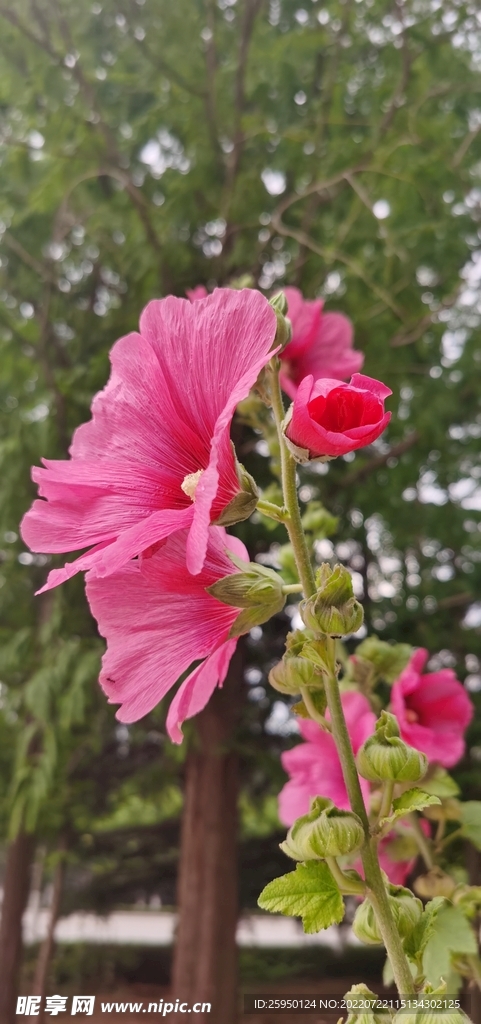 端午花 