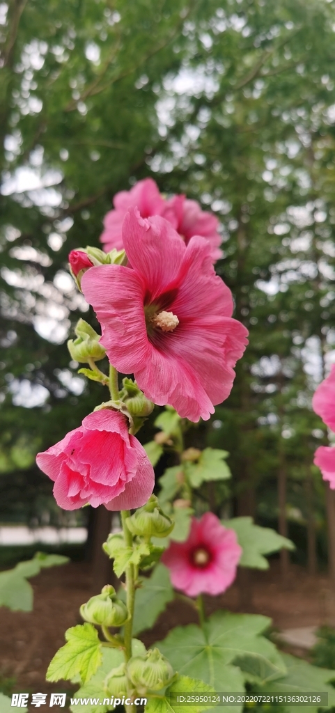 端午花