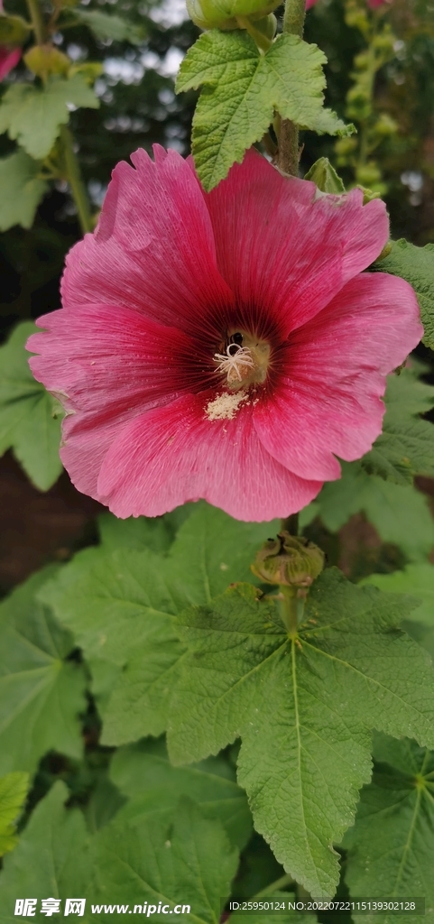 端午花