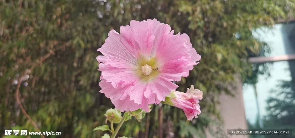 端午花