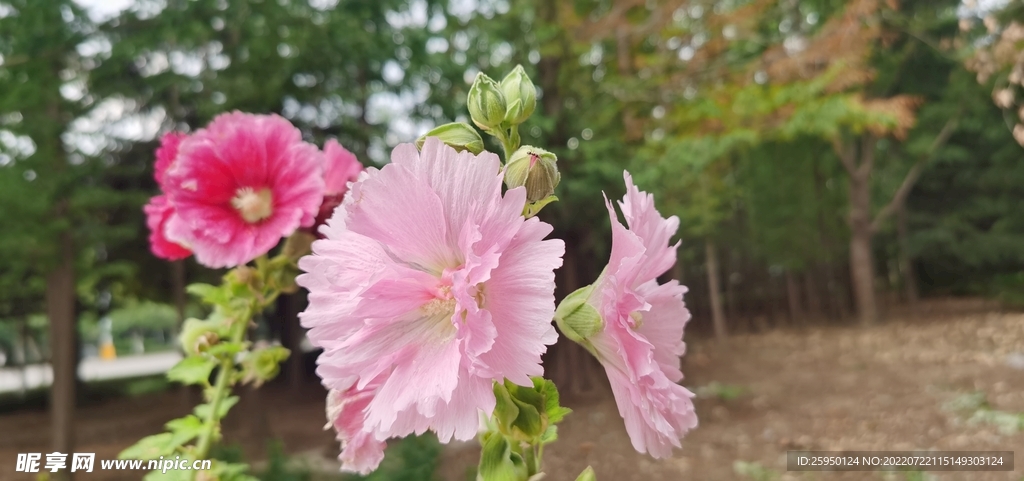 端午花