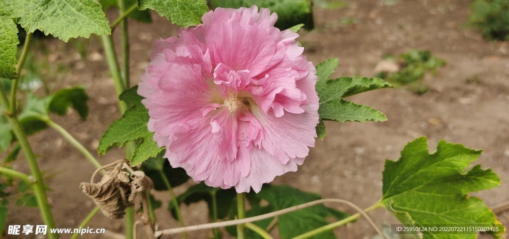 端午花