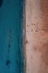 海