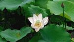 荷 花
